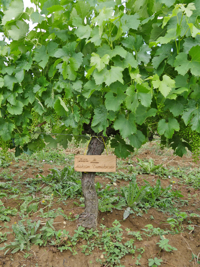 Виноградник на урожай